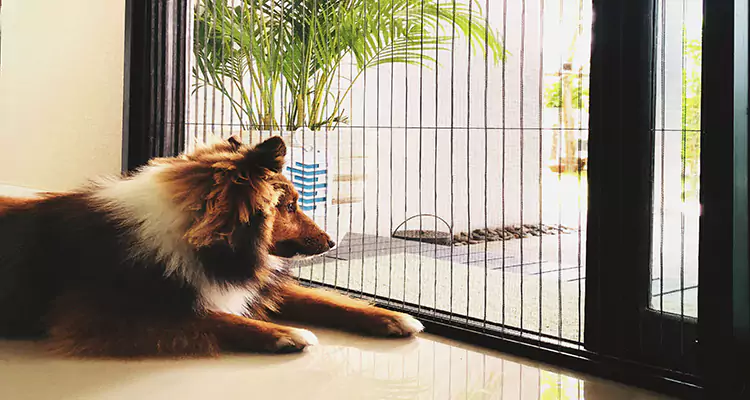 Sliding Screen Pet Door Repair in Port St. Lucie, FL