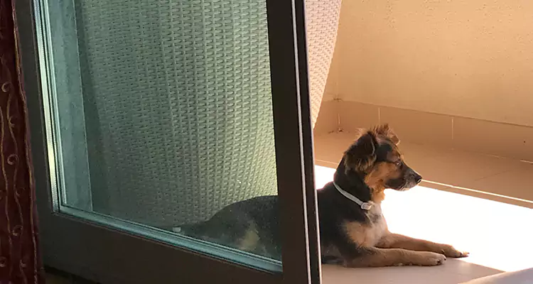 French Door Pet Screen Repair in Port St. Lucie, FL